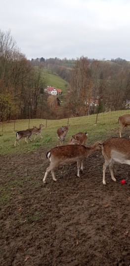IMG 20211110 100619